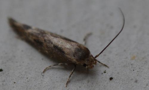 Mompha sp.